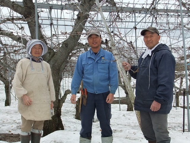 さくらんぼ(佐藤錦)の生産者 大沼さん