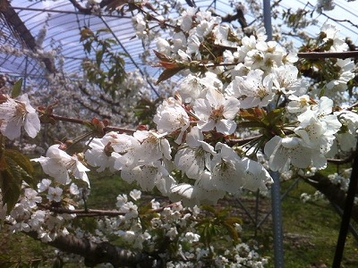 山形県のさくらんぼの花の様子