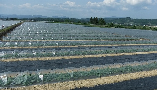 尾花沢すいかの園地の様子