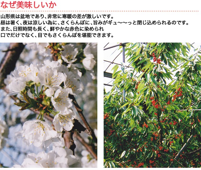 なぜ美味しいか
山形県は盆地であり、非常に寒暖の差が激しいです。昼は暑く、夜は涼しい為に、さくらんぼに、旨みがギュ～～っと閉じ込められるのです。また、日照時間も長く、鮮やかな赤色に染められ、口でだけでなく、目でもさくらんぼを堪能できます。ご家庭用にはもちろん大切な方への贈答用にも最適です
