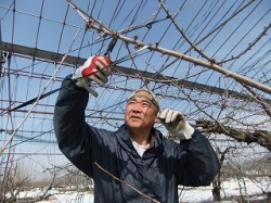 さくらんぼ（佐藤錦）の木の剪定の様子