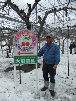 さくらんぼ狩り(佐藤錦)のご紹介