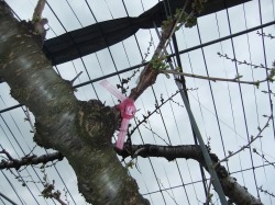 さくらんぼ（佐藤錦）の交配木の植樹