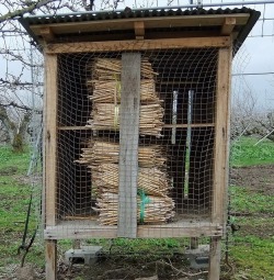 さくらんぼを交配する為に蜂を飼っている