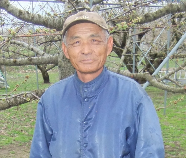 さくらんぼ・佐藤錦生産者の柴田さん