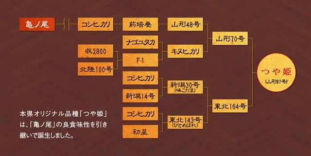 30kg　つや姫　白米・精米　山形県産　24年度新米　山形の新しい顔